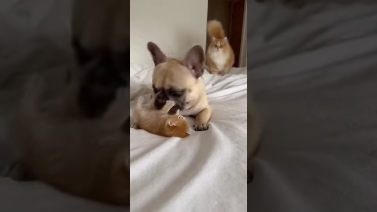 The Bully Dog Stops When the Cat Mom Arrives