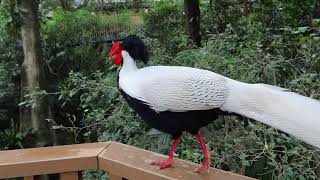 Silver Pheasant 20240117