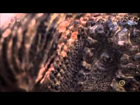 youtube filmek - Őshüllők Bolygója: Carcharodontosaurus