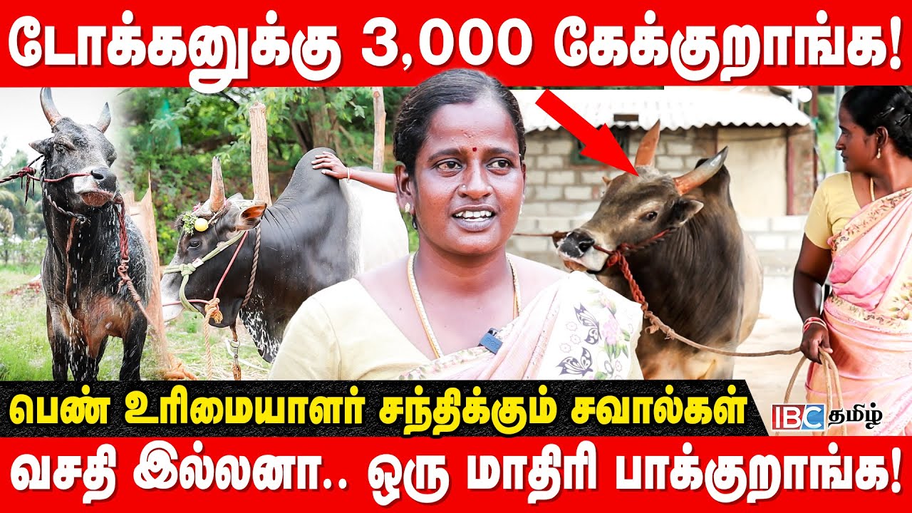 500 சம்பளம்.. பாதி காசு மாட்டுக்கு செலவு பண்ணுவோம்! | Madurai Jallikattu 2026 | IBC Tamil