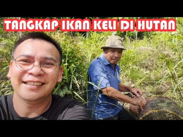 JOM CARI IKAN DULU!! CARA TANGKAP KELI HUTAN PALING SENANG!! KAMPUNG SKIBANG BAU class=