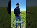 ALFALFA con tratamiento foliar 100% biológico con NITROBAC® y STINGRAY® 🌿💪