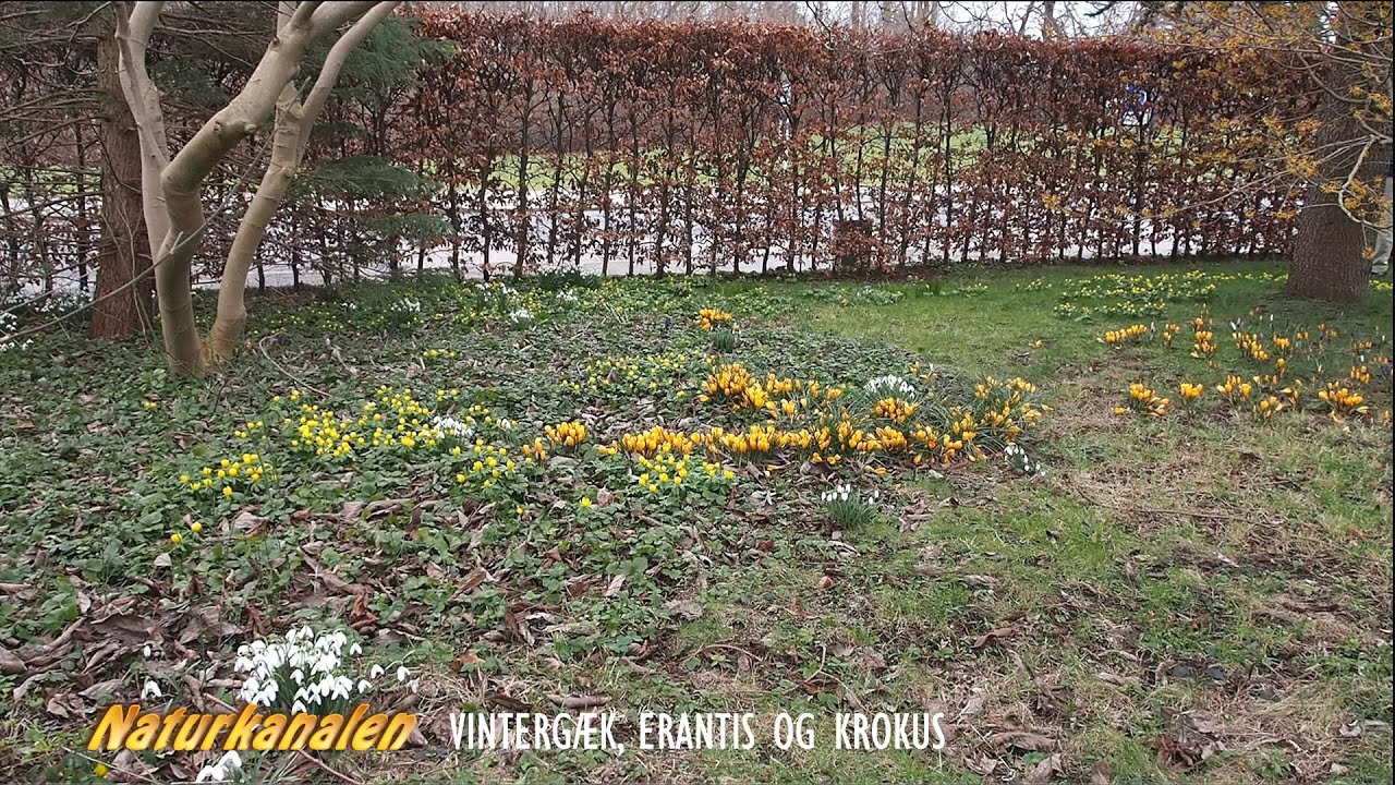 Naturkanalen 4 - Vintergæk, Erantis og Krokus