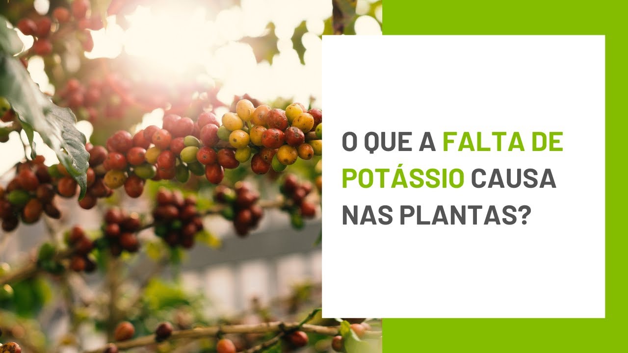 Falta De Potássio Causas - NAZAEDU