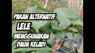 Pakan alternatif daun keladi atau talas buat si lele mudah dan simpel