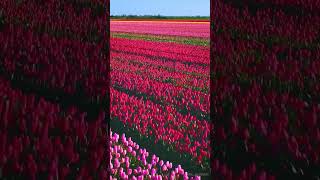 Tulips fields in Netherlands, Anniyan movie Poomari song. #tulips #netherlands #holland #spring