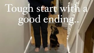 Famous Struggling to retrieve with a good ending working Cocker, Springer, Spaniel, Gundog Training, tips Profile