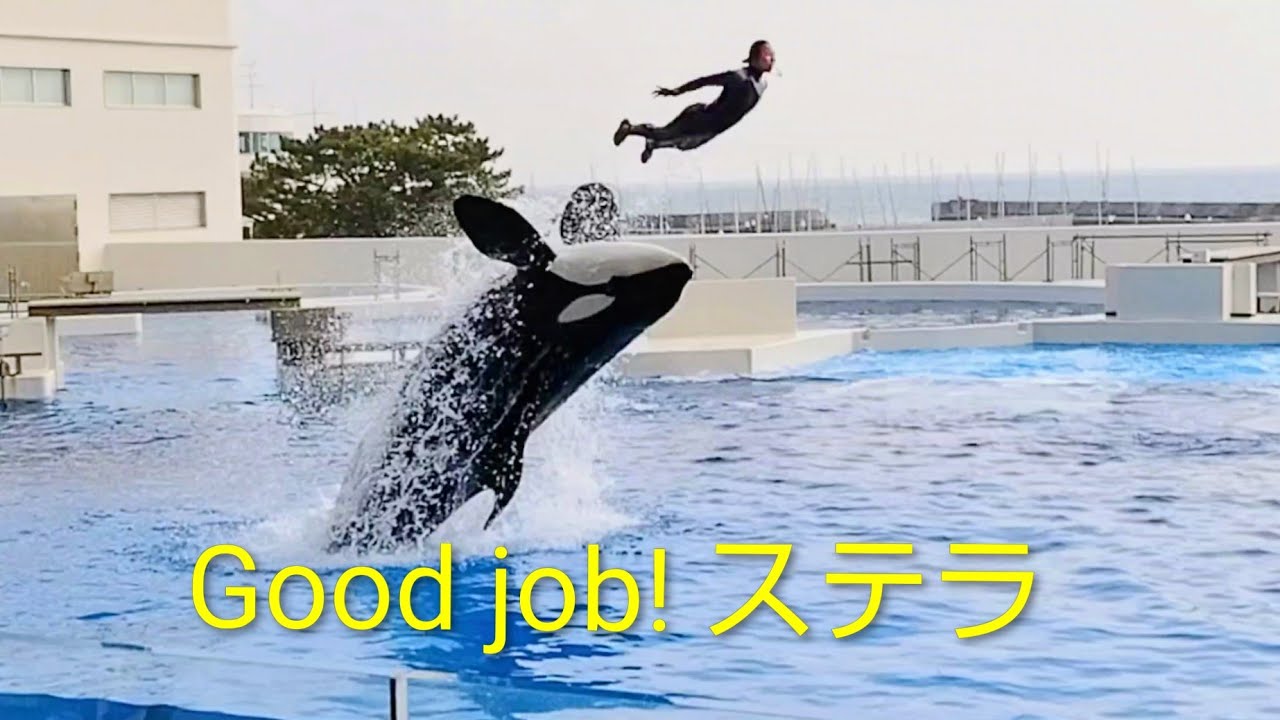 ランちゃんがボイコットしたすぐ後のショーの様子です。