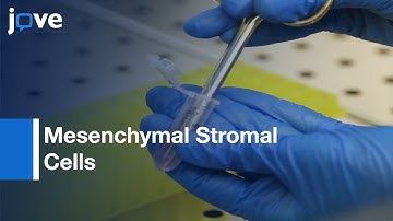Mesenchymal Stromal Cells isolation and characterization | Protocol Preview