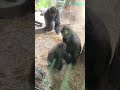 姉弟ゴリラ コモモとリキの遊び Gorilla siblings Komomo and playing happily【上野動物園】