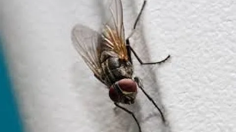 René Descartes and the Fly on the Ceiling