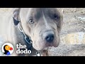 Neglected Pittie Has Special Lunch with Rescuers | The Dodo Pittie Nation