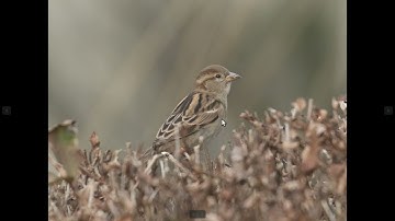 House Sparrow Identification Example