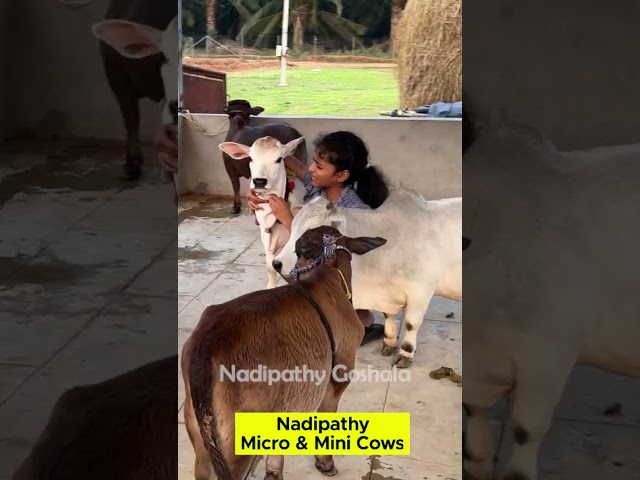 Short Cows #free #cost #india #love #reels #cow #cute #animals #tiktok # #farming #smallcow #fu