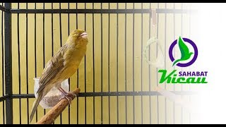Suara Kenari Paling Ampuh Volume Keras Durasi Panjang Burung Lain Langsung Nyaut