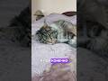 Кто любит деньги #cat #мейнкун #юмор