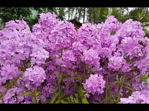 Video: Hesperis Bitkisi - Bağçada Şirin Raketə Nəzarət etmək üçün Məsləhətlər