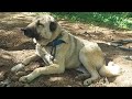 Kangal dedn byle olur  marain kylernde gzl kalmi hazneler  kangal oban kpekler