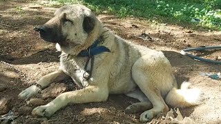 KANGAL DEDİĞİN BÖYLE OLUR !! MARAŞIN KÖYLERİNDE GİZLİ KALMIŞ HAZİNELER / KANGAL ÇOBAN KÖPEKLERİ