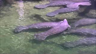 Large group of manatees makes a late season visit