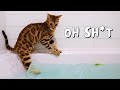 Our bengal cat goes in water for the first time  ep 15