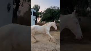 Beautiful Filly Sire By Champion Stallion Jeauna Brar Stud Farm Thara Kotkapura 7087575154