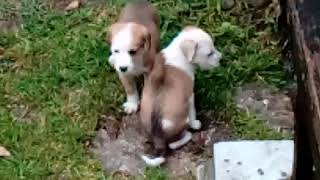 Blu Eyed Doggy Kids 9 10 6 2018 3