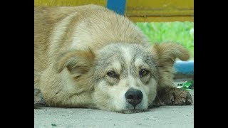 В Сызрани хотят создать питомник за бездомных собак и кошек В Сызрани хотят создать питомник за бездомных собак и кошек