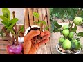 How to grow guava from cutting faster  l sokha chetra