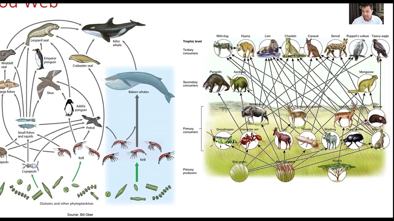Морская экология