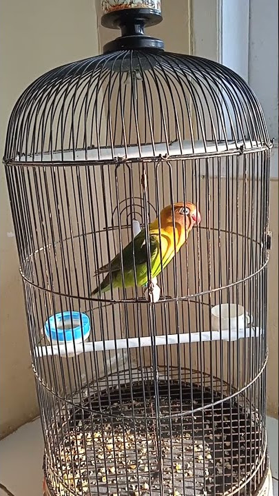 Masteran lovebird ngekek minor/nada lelah