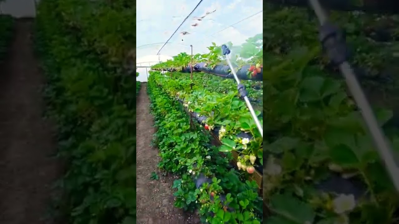 обработка калийным удобрением К36 от компании QUANTUM