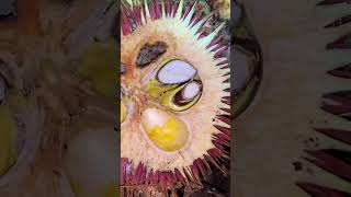 Download Lagu Buah lahung mirip seperti buah lai dan durian #buahlahung #buahlayung MP3