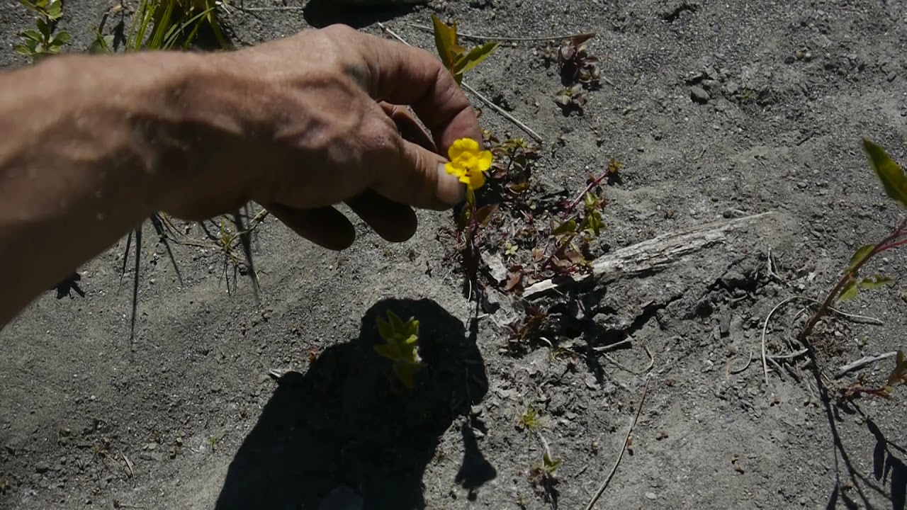 Vetch (Wild Pea) Growing in Sand (Identification)