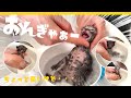 【子猫のシャンプー】はじめてのお風呂でキョトン顔の子猫がかわいすぎる【保護猫生活】