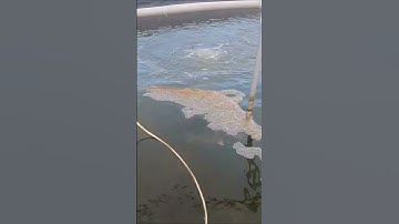 Cách nhận biết màu nước xấu và xử lí nước có góc tảo lam