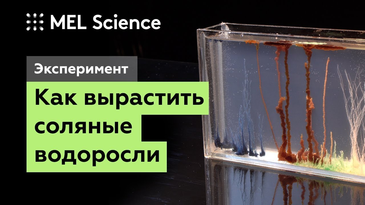 Водоросли эксперименты. Коллоидный сад опыт. Химический сад опыт. Химические водоросли опыт. Водоросли как вырастить химический опыт.