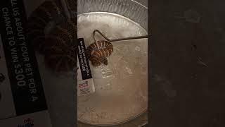 The Death Adder has the fastest strike in the world!!! deathadder  #reptilearmy #reptiles #snake