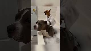 #chihuahua #animalfunny #funnypets #funnyvideo #pitbull #cat #illustration #art #pov