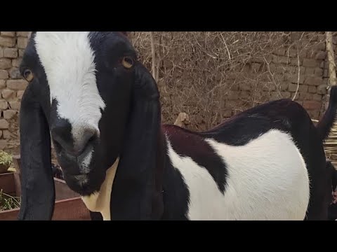 Bakraa live action