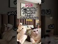 أكيد قصدو بيزيد التوتر Explore اكسبلور تيك توك كوميديات ضحك Cat هتضحك زوجي قطط 