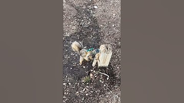 Mom helps thirsty squirrel get cool drink on a hot day ❤️❤️