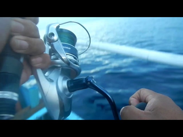 SHIMANO SARAGOSA SW 8000  Chasing monsters in shallow waters