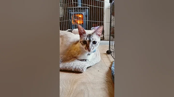 Video 4164461: snow lynx bengal cat, bengalcat, dog pet lovely, pets animals dog, sweet pets, little pets