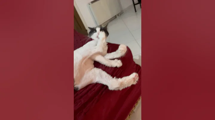 Video 10056261: catlovers catlife pet, cats catlover catlife, cats pets catlover funny