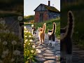 gohome #cat #catlovers #catstory #catvideos #catwalktour #catshorts #catlife #funny #funnycat #cute