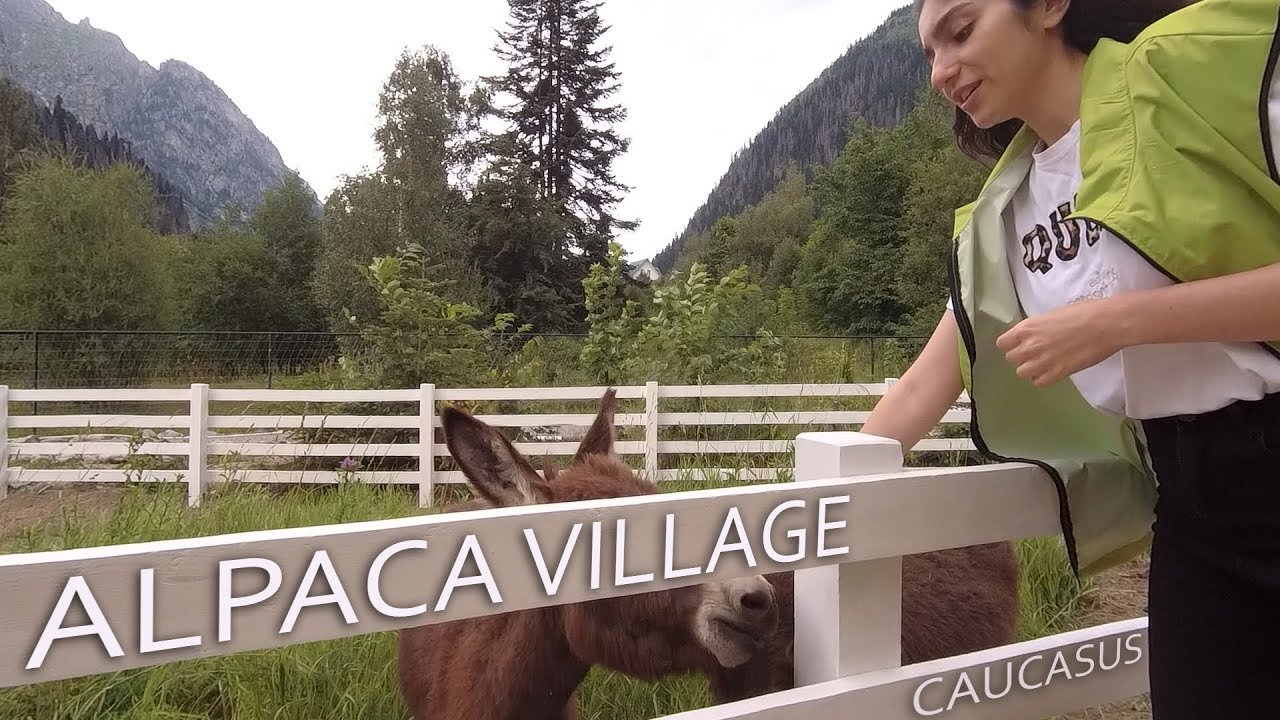Исследуем Это - Деревня Альпак в Домбае - Уютный Контактный Зоопарк.