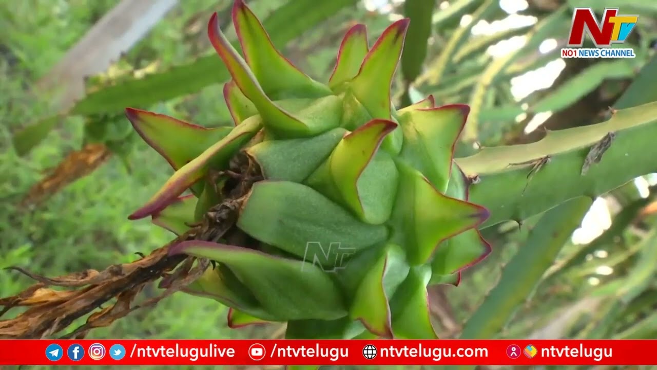 డ్రాగన్ ఫ్రూట్ సాగు విధానం: Dragon Fruit Farming Information Guide | Idhi Jeevitham | Ntv