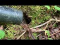 Close up of Yellowjacket nest getting sucked up #yellowjackets #bees