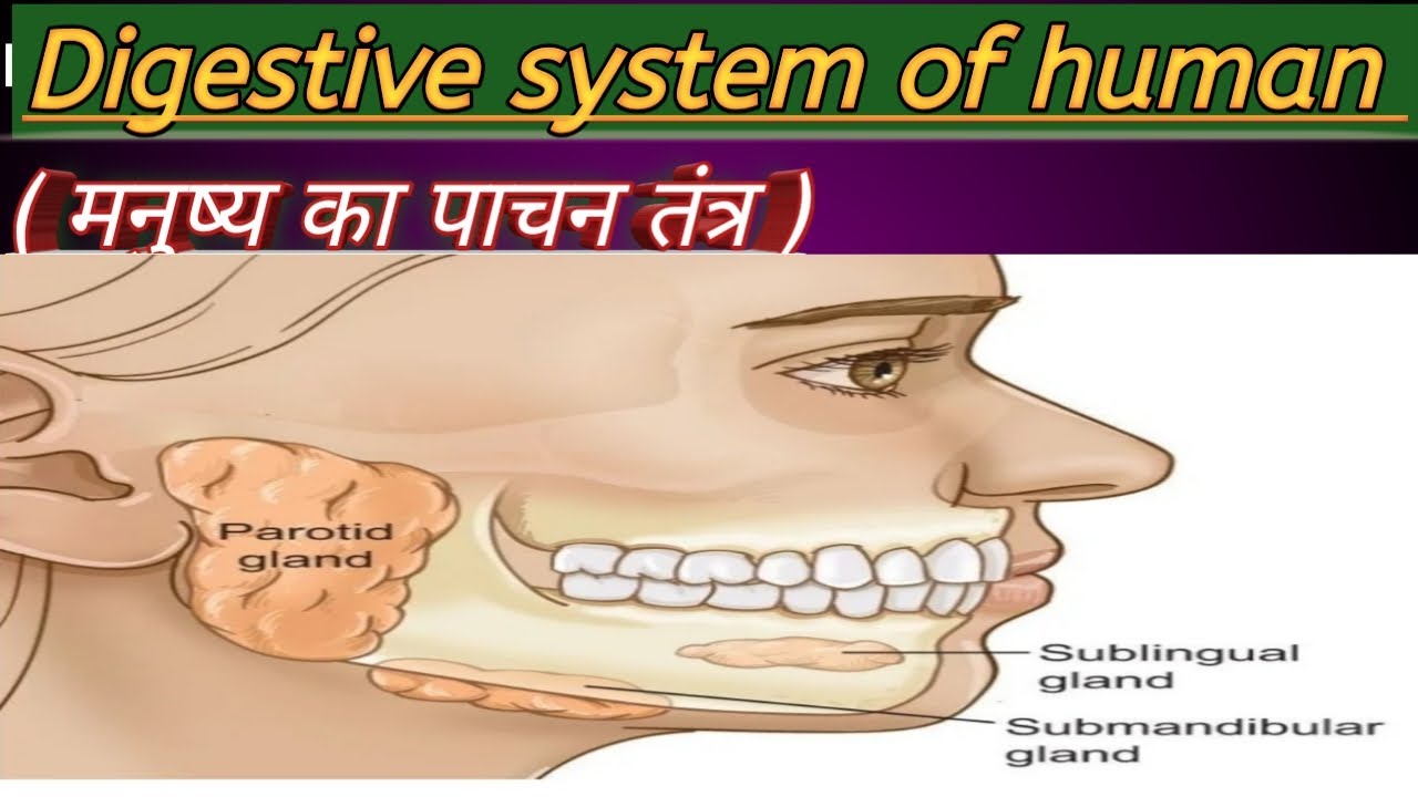 Human digestive system ( मनुष्य का पाचन तंत्र ) - YouTube